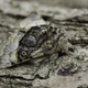 Closeup on a hairy European Nut-tree Tussock moth, Colocasia coryli sitting on wood - PhotoDune Item for Sale