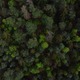 the top view of a tall forest with trees in it - PhotoDune Item for Sale