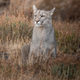Puma in Torres del Paine National Park, Patagonia, Chile - PhotoDune Item for Sale