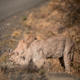 Two pumas in Torres del Paine National Park, Patagonia, Chile - PhotoDune Item for Sale