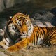 Tiger is relaxing on the hay with rocks in the background - PhotoDune Item for Sale