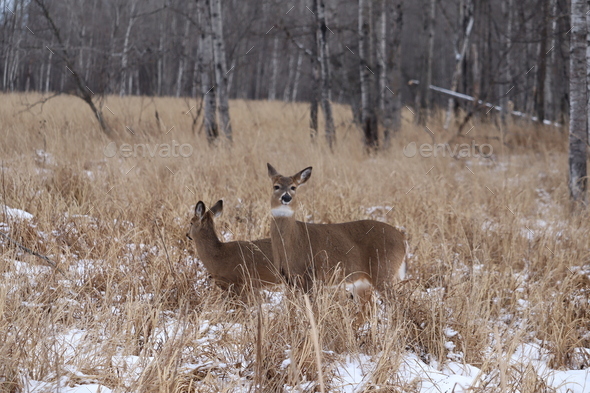 White-tailed deer (Odocoileus virginianus) in a snowy forest landscape ...