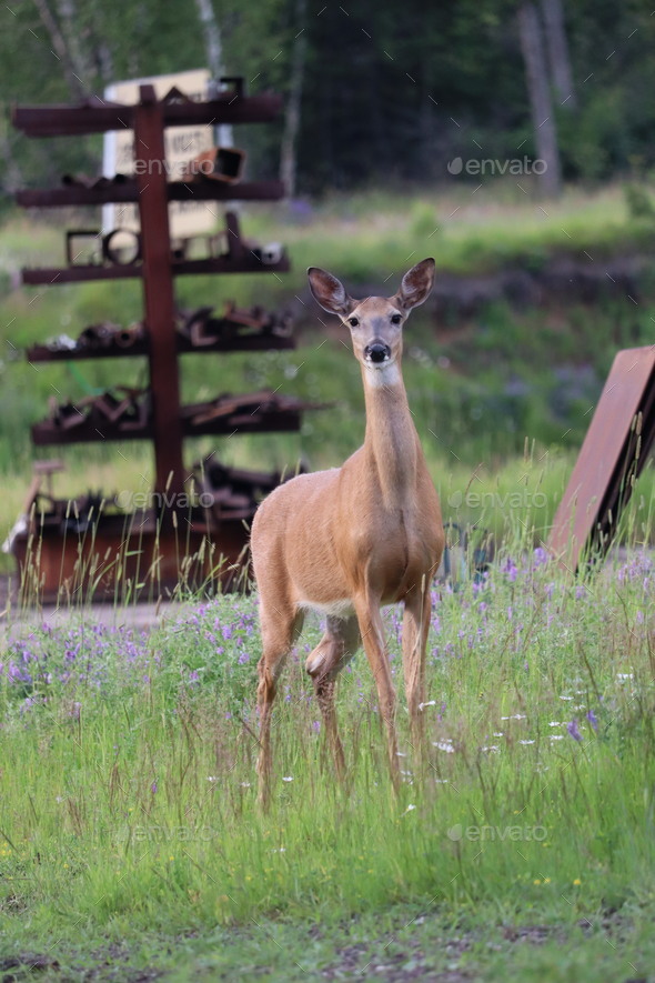 White-tailed deer (Odocoileus virginianus) in front of vibrant green ...