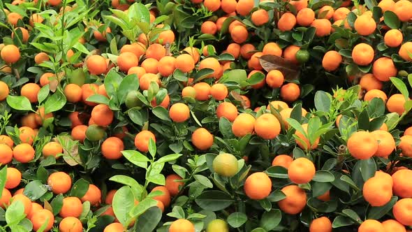 Citrus fruits for chinese spring festival's decoration alt