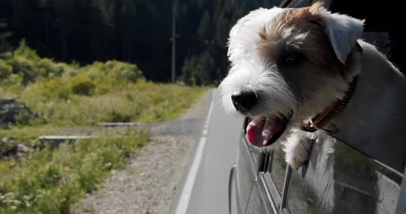 Jack Russell Terrier Looks Out the Open Window of the Car. Close Up Slow Motion V4 alt