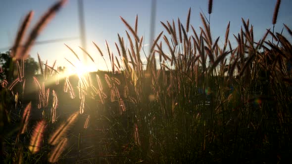 Silhouette of flower grass at the meadow with sunset background. Natural park and landscape alt