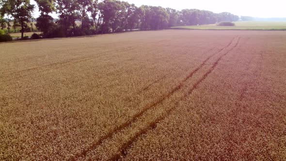 Aerial Drone View Flight Over Field Ears of Wheat with Ripened Grains in Field alt