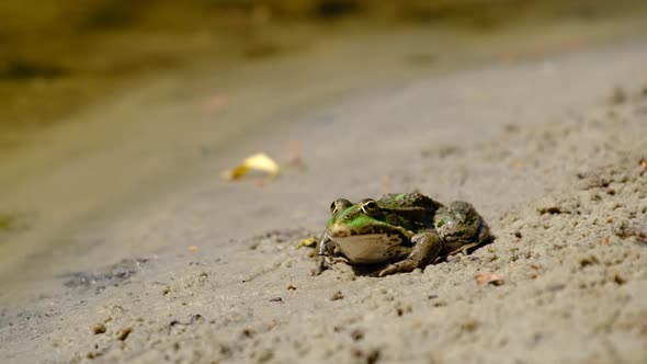 Portrait of Frog Sits on the Shore By the River Close Up alt