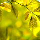 Close up of bright vibrant yellow leaves on a tree branches in autumn park. - PhotoDune Item for Sale