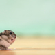 Closeup of a small funny miniature jungar hamster sitting on a floor. - PhotoDune Item for Sale