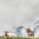 Two cows rest in the mountain pasture - PhotoDune Item for Sale