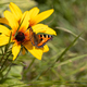 Butterfly Peacock Eye sits on a yellow rudbeckia flower - PhotoDune Item for Sale