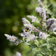 Bumblebee on downy wood mint flowers - PhotoDune Item for Sale