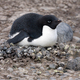 Adelie penguin on Paulet Island - Antarctica - PhotoDune Item for Sale