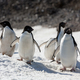 Adelie penguins on Paulet Island - Antarctica - PhotoDune Item for Sale