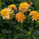 Dahlia yellow and orange flowers in garden - PhotoDune Item for Sale