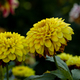 Dahlia yellow and orange flowers in garden - PhotoDune Item for Sale