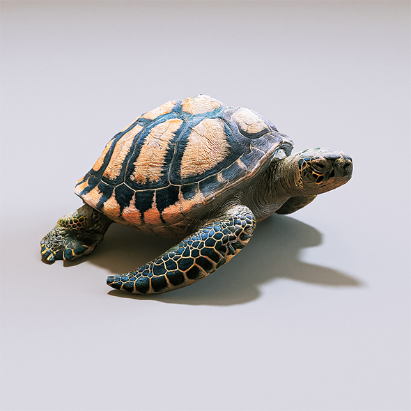 [DOWNLOAD]Turtle