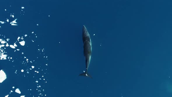 Minke Whale swimming