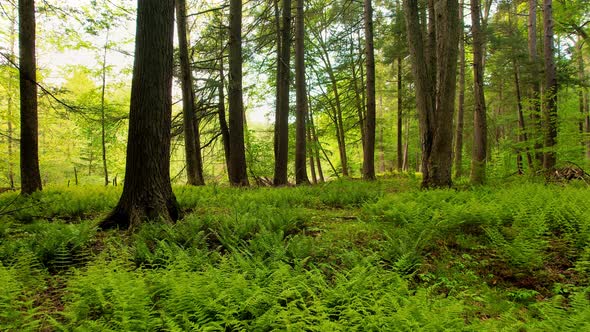 Slow, smooth, low drone video footage moving through a, peaceful, magical fern forest with beautiful alt