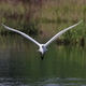 Bird flying over water with a background of water - PhotoDune Item for Sale