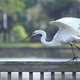 White bird lands gracefully on a pier with water in the background - PhotoDune Item for Sale