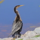 Bird perched on a rock gazing ahead - PhotoDune Item for Sale