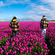 Two individuals stand gracefully in a vibrant field of purple tulips, surrounded by the beauty of - PhotoDune Item for Sale