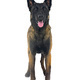 young malinois in studio - PhotoDune Item for Sale