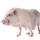 miniature pig in studio - PhotoDune Item for Sale
