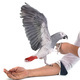 African grey parrot - PhotoDune Item for Sale
