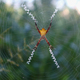 Spider on the leaf  - PhotoDune Item for Sale