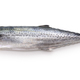 Japanese Spanish mackerel isolated on white background - PhotoDune Item for Sale