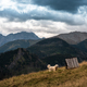 Sheepdog guarding sheep at traditional pasture in Tatra National Park mountains in Poland - PhotoDune Item for Sale
