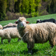 Traditional sheep pasture on meadow in Pieniny Mountains in Poland. Sheeps springtime grazing. - PhotoDune Item for Sale