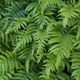 natural green fern wallpaper - PhotoDune Item for Sale