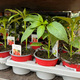 Chili pepper seedlings in pots at the garden center.  - PhotoDune Item for Sale