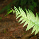 Green fern leaves, natural floral fern in forest. Natural thickets, floral abstract background.  - PhotoDune Item for Sale