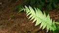 Green fern leaves, natural floral fern in forest. Natural thickets, floral abstract background.  - PhotoDune Item for Sale