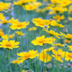 Field Of Yellow Flower Lance Leaved, Coreopsis Lanceolata, Lanceleaf Tickseed Or Maiden&#39;s Eye - PhotoDune Item for Sale
