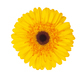 Yellow gerbera flower isolated on white background - PhotoDune Item for Sale
