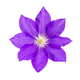 Clematis, also known as clematis, is a perennial plant. - PhotoDune Item for Sale