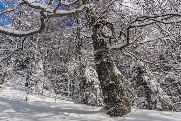 forest in winter - Stock Photo - Images