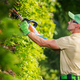 Shaping Tree Using a Shrub Trimmer - PhotoDune Item for Sale