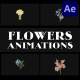 Flowers Falling Into Petals Animations for After Effects - VideoHive Item for Sale