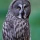 Great grey owl (Strix nebulosa) - PhotoDune Item for Sale