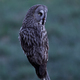 Great grey owl (Strix nebulosa) - PhotoDune Item for Sale