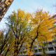 Trees and residential buildings along via Emanuele FIliberto in Milan - PhotoDune Item for Sale