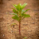 a young tree growing in the dirt on a sunny day - PhotoDune Item for Sale