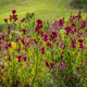 Scenic view of Celosia combed flowers on a meadow - PhotoDune Item for Sale